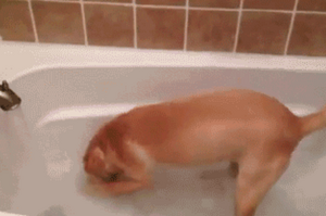 鏟屎生活：狗狗洗完澡後的三個小癖好？第二個是真的讓鏟屎官發瘋…