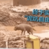 笑了！流浪狗誤入工地，意外實現了「滾泥自由」