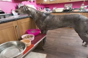 真的會吃垮？這隻「金氏世界紀錄巨犬」每個月的伙食費高達一萬九台幣！