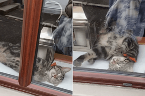 小貓咪求摸摸未果，於是在窗台上瘋狂游泳？