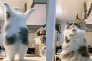 啊啊啊！這隻小貓咪跳「擦窗舞」的樣子實在太可愛了！！！