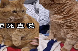 網友用筷子夾住橘貓肚子…「這肉挺肥的，誰要？」