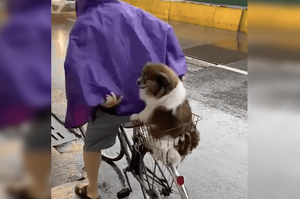 網友和狗一起躲雨，結果沒聊幾句牠的主人就來接牠了！