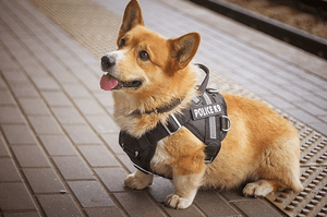 俄羅斯唯一一隻柯基警犬退休，網友紛紛表示：這貨也能當警犬？【上】