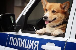 俄羅斯唯一一隻柯基警犬退休，網友紛紛表示：這貨也能當警犬？【下】