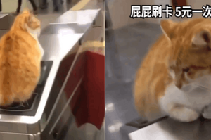 網友進捷運站用貓屁股刷卡，貓：「屁屁刷卡，五元一次」