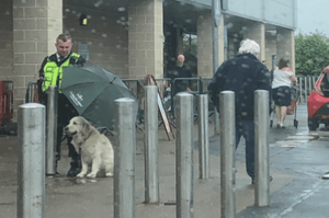 國外金金淋著大雨等主人，超市警衛看到後默默在牠身後撐起了傘
