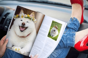 穿金戴銀出雜誌…一隻狗究竟能「富」到什麼程度？