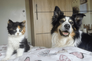 狗狗遇上毛色相同的貓咪，網友：這兩隻小可愛是一個媽生的吧！