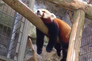 夏天千萬別去動物園看小熊貓，牠們真的太會騙錢了！