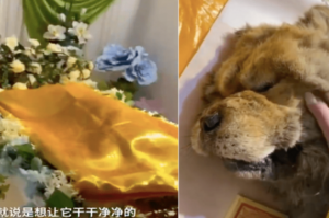 女子為愛犬舉行遺體告別儀式，酸民：對父母都沒這麼好！