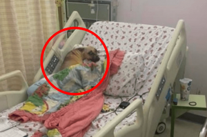 網友去醫院探望家人，看到隔壁床上沒有人，反而趴著一隻狗！？