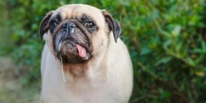 狗狗知識：為什麼我家狗狗總是喜歡流口水？是嘴饞我吃東西嗎？