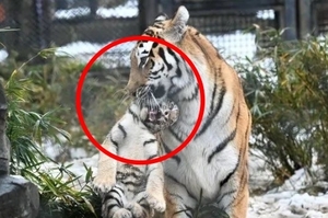 剛出生不久的虎崽長得跟小老頭似的，竟然是被虎媽「對待到看透虎生」？