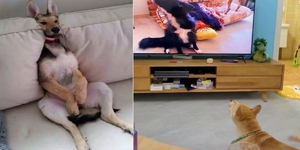 狗狗知識：汪星人真的能看懂電視嗎？