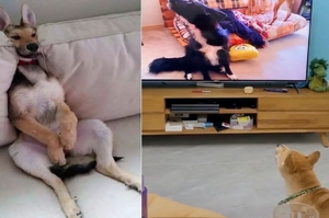 狗狗知識：汪星人真的能看懂電視嗎？