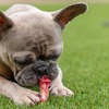 狗狗知識：各種過敏原中，食物過敏最常見！該怎麼處理比較好？
