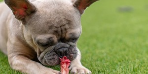狗狗知識：各種過敏原中，食物過敏最常見！該怎麼處理比較好？