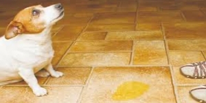 狗狗知識：為什麼有些人每次回到家狗狗都興奮到失禁？