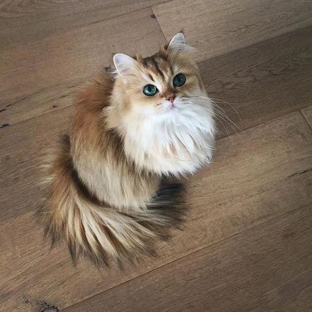 我的天！怎麼會有這麼漂亮的小貓咪，這誰受得了啊！ - iPe