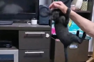 網友懷疑自家貓是猴子變的，因為這貨實在是…太調皮了！