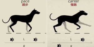 狗狗知識：你一定不知道，狗狗用腳的順序會隨著速度而改變！