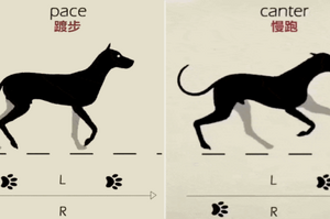 狗狗知識：你一定不知道，狗狗用腳的順序會隨著速度而改變！