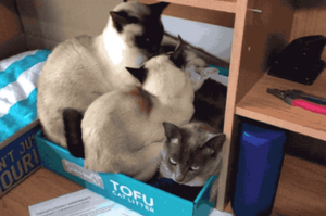 我的天！四隻貓非得擠一個盒子裡，怎麼「肥四」啊？