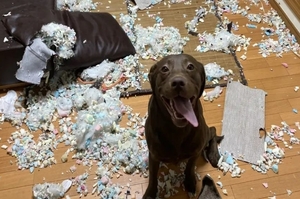 日本鏟屎官po自家狗每次拆家後的無辜眼神： 「家裡沒金礦的，一定要慎重養狗！」