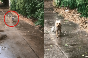 狗狗外出散步，回來時帶了個不明生物，鏟屎官：「誰撿的誰養！」