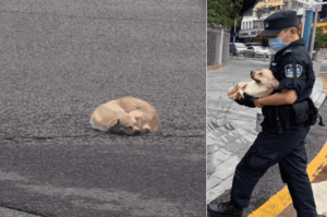 流浪狗受傷橫在馬路中間，路過的警察也太暖了！