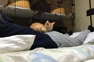 1000多台幣就可以睡到一隻貓？日本的這家「貓旅舍」真是貓奴必訪啊！