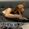 男子宿醉醒來後，突然發現床上有隻大黃狗，朋友：這是你昨晚在路邊搶的！