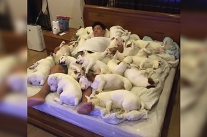 男子一口氣養了20隻狗，日常的生活…連被子都省了！