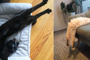 就跟你說貓咪是「水做的」：外國網友分享自家貓咪「拉很長」的照片笑翻網友
