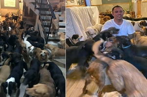 超強颶風即將席捲墨西哥，一名男子霸氣把「300隻狗帶回家保護！」網：根本動物園！