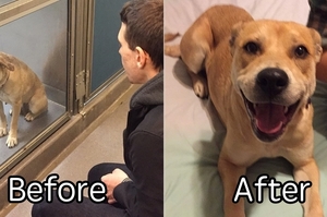 前後對比！10張狗狗「領養一日之後」的反差照片證明「一日就可以改變一生」