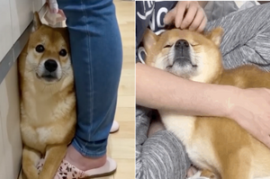 日本網友嫌棄自家毛小孩，說他家的狗什麼都好就是這個「缺點」太煩人！