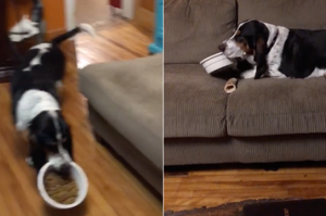 超聰明！狗狗咬著飯碗跳上沙發，讓自己可以「舒服的吃飯飯」