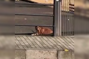 「嚇死了！我在街上看到一隻老虎！」仔細一看，發現又是眼睛業障重