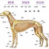 看一隻狗狗的品相，除了頭型，毛量之外，看不見的「骨量」也是標準之一