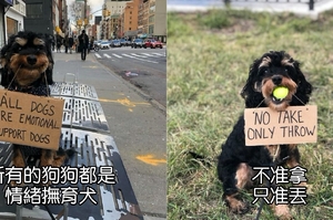「我有話要說！」23張搞笑的「狗狗抗議照片」引起17萬網友追蹤！