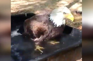 鳥類洗澡已經不多見，超帥氣白頭鷹洗澡的瞬間卻更少見！真的是有夠帥的！