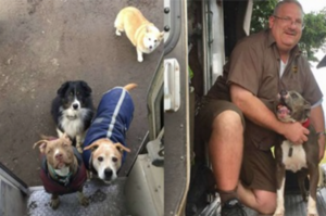 UPS司機與狗狗們的友誼～送貨路線上所有的狗狗都認識他，每天都要輪流打招呼真是甜蜜！