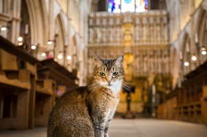 流浪貓去世...倫敦「大教堂」為紀念12年的好夥伴，特別舉辦「追悼會」願牠一路好走