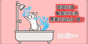 喵喵知識：幫貓咪洗澡需要知道些什麼？