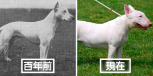 15隻狗狗「一百年前vs現在的區別」！看看這些品種一個世紀的變化！