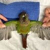 被剪掉了羽毛不讓牠飛翔...獸醫親手幫鸚鵡「裝上新翅膀」讓牠可以再次展翅高飛！