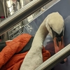 暖心！野生天鵝孤零零的坐著「無法移動」，好心人抱著牠「坐地鐵」尋求幫助！