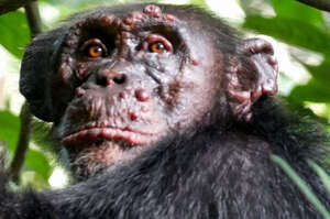 令人心碎！人類首度發現黑猩猩感染「痲瘋病」，整臉長滿腫瘤而且「來源不明」！